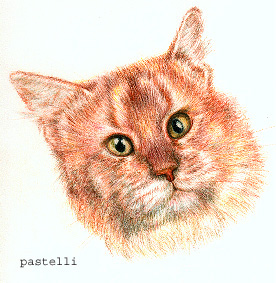 gatto rosso