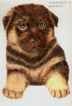 lupetto